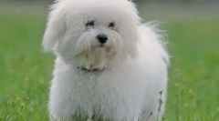 10 Rase de câini pentru proprietarii leneși