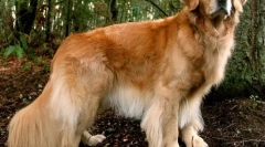 10 Rase de câini care adoră copii și nu le-au afectat niciodată