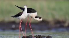 10 Păsări cu cele mai lungi picioare