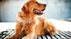 10 Dintre cele mai tipuri de rase de câine