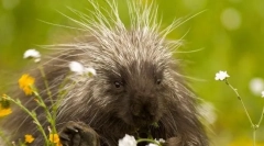 10 Cele mai îngroșate animale de pe planetă