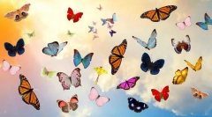 10 Cele mai frumoase fluturi