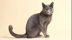 10 Cele mai afecțiuni rase de pisici cu fotografii