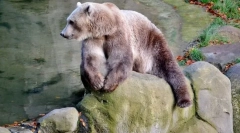 10 Dintre cei mai neașteptați hibrizi ai lumii animalelor