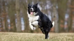 10 Dintre cele mai obediente rase de câini: te vor înțelege cu jumătate