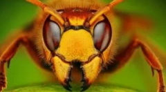 10 Insecte cele mai grave și vile