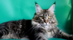 10 Cele mai inteligente rase de pisica