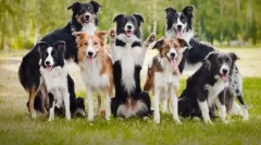 10 Dintre cele mai inteligente rase de câine