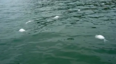 10 Cazuri de decese misterioase în masă ale animalelor