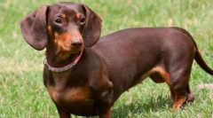 10 Câini cu picioare scurte: indiferent dacă sunt tăietori inofensive, așa cum se pare în exterior