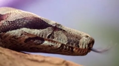 10 Fapte ciudate despre reptile