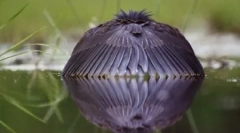 10 Metode ciudate de vânătoare de păsări și nutriție