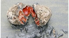 10 Animale ciudate - natura probat