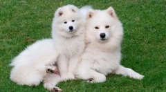 10 Animale care au o lână uimitoare