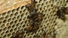 10 Animale care se înmulțesc cu concepția imaculată