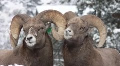 10 Animale care se găsesc homosexualitate