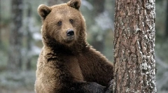11 Fapte despre urși, despre care nimeni nu a spus în copilărie