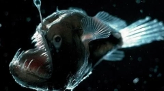 11 Dintre cele mai ciudate ființe vii care trăiesc în ziua depresiei marianei