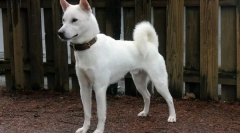 12 Rase rare de câini ale căror crescători vor putea câștiga bine