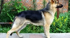 12 Cele mai ieftine rase de câine