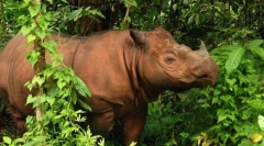 12 Cele mai neobișnuite animale care trăiesc în pădurea tropicală