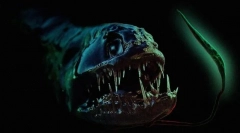 15 Animale neobișnuite pe care le considerați ciudate