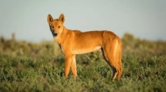 15 Dintre cele mai ciudate creaturi care trăiesc în australia