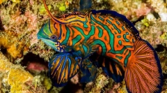 17 Cele mai frumoase pește de acvariu