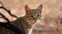 20 De fapte interesante despre pisici