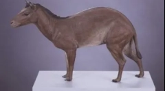 20 De fapte interesante despre cai