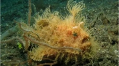 20 De animale ciudate din întreaga lume