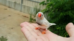 3 Cele mai bune păsări de curte pentru copil