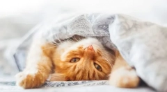 4 Motive pentru care pisica se ascunde sub pătură