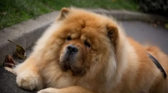 4 Probleme în educația chow chow, care nu vor putea elimina