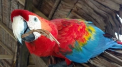 5 Fapte interesante despre papagalii din ara