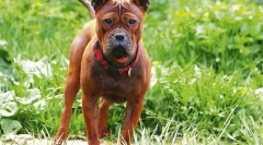 5 Rase neobișnuite de câine din china, care câștigă în mod activ popularitate