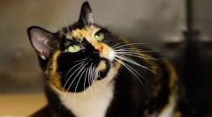 5 Experimente șocante pe animale