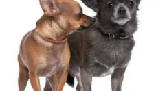 6 Fapte interesante despre chihuahua