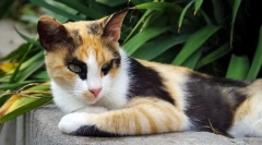 6 Fapte interesante despre pisicile tricolor