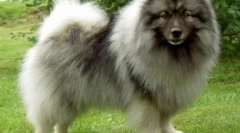 6 Fapte interesante și distractive despre spitzhah