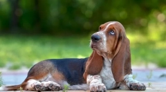 6 Calități ale basset hound cine va fi neplăcut, veți surprinde