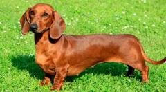 6 Semne că dachshunds sunt departe de simpbaturile drăguțe și inofensive