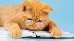 6 Cărți distractive despre aventurile pisicilor: o bună dispoziție este garantată