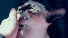 7 Cauze non-evidente de ce pisica își linge în mod persistent mâna