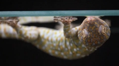 7 Abilități incredibile animale