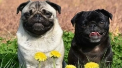 8 La naiba, datorită căruia îi reamintește pugs de merry, dar bine vechi