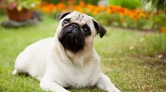 8 Rase de câini care devin repede fatale