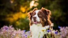 8 Rase de câini care transportă cu ușurință căldură