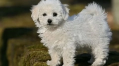 8 Rase de câini care nu oferă inconveniente chiar și într-un apartament mic