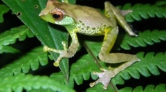 9 Noi tipuri de animale găsite în zona mekong mai mare